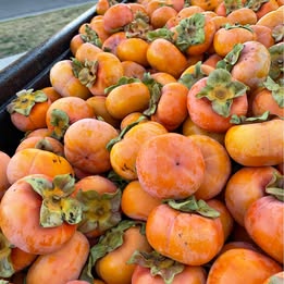 Fuyu persimmons o Fresno.jpg